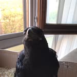 Vantablack - @vantatheraven - Instagram