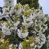 Van Tham - @van.tham06 - TikTok