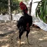 Vantham Vo - @vanthamvo - Instagram
