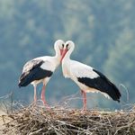 Cathy VanDer White - @birdluver1996 - Instagram