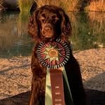 Vanessa Barfield - @brownbirddogshunt - Instagram