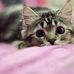 Nessa Baskerville - Facebook