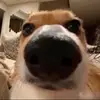 v - @vanessagbaum - TikTok