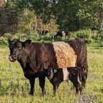 Vanessa Beach - @echovalleygalloways - Instagram