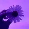 Vane💜 - @vanessa.bear2 - TikTok