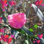 Vanessa Benedetti - Facebook