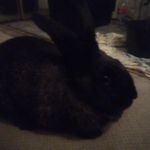 Vanessa Blais - @bennytheminilopbunnyrabbit - Instagram