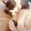 vanessabosten - @vanessa_b12345 - TikTok