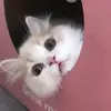 vanessa_cute20 - @vanessa_box - TikTok