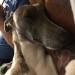 Vanessa Byron - @whippetone - Instagram
