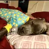 Vanessa Carlson - @pawsandeffectrescue - TikTok