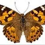 Vanessa Carlson - @vanessacarlson1962 - Instagram