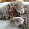 vanessa_constant - @vanessa_constant - TikTok
