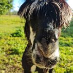 Vanessa Croft-Burton - @takapaca_alpacas - Instagram