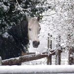 Vanessa Daly - @vanessa.pilates.horses - Instagram