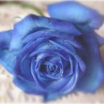 Vanessa Gordon-Danforth - Facebook