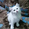 @zailayhan20 - @vanessadayong - TikTok
