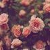Vanessa Diffenbaugh - Facebook