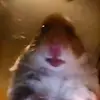 Vanessa Ellis - @hamstergang1015 - TikTok