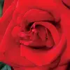 Vanessa Erickson - @vanessa..312 - TikTok