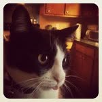 Vanessa fitzpatrick - @shrieggc - Instagram