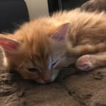 Vanessa Fitzpatrick - @vanessa.fitzpatrick.99 - Instagram