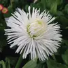 Vanessa hackett - @love.life12373 - TikTok