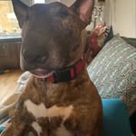 Vanessa Watson Laing - @hendrick_the_mini_bull_terrier - Instagram