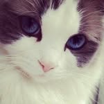Vanessa Larué - @catandquote - Instagram