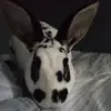 Vanessa LaRue - @vanessa.larue1 - TikTok
