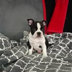 Vanessa LaRue-House - @margotthefrenchton - Instagram