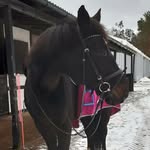 Vanessa, Lena - @vanes.lena.horses - Instagram
