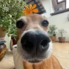 vanessa - @vanessalyps - TikTok