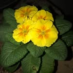 Ortensia - @vanessa_manca2019 - Instagram