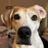 Boo Dog - @vanessamcfadden35 - TikTok
