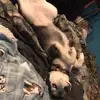 Vanessa Meadows - @dramatichuskymom - TikTok
