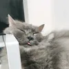 Kokocchino - @vanessaosiones - TikTok