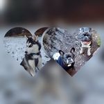 Vanessa Rosenberg - @lotti_chicco_yuki - Instagram
