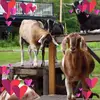 vanessastearns67 - @vanessastearns67 - TikTok