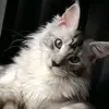 Vanessa Steenblock - @vanessasteenblock - TikTok