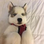 Vanessa Steiner - @kapi_vani - Instagram