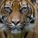 vanessatiger - @tigervane86 - Instagram