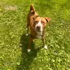 Ollie - @vanessavestal - TikTok