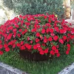 Vanessa Webber - @plantinhas_do_jardim - Instagram