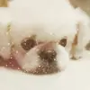 Vanessa Yap - @2171826867 - TikTok