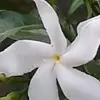 Vanitha Srinivasan - @vanithasrinivasa0 - TikTok