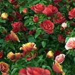 Vanitha Srinivasan - Facebook