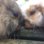Vanity_Brownie - @vanity_brownie3219 - Instagram