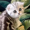 Vanity.Fur.ScottishFolds - @vanity.fur.scottishfolds - TikTok