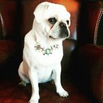 Vanity the white Pug Puppy - @vanity.the.pug - Instagram